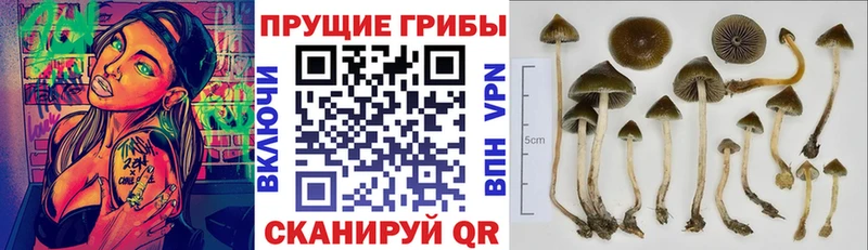 где купить наркоту  Долгопрудный  Псилоцибиновые грибы прущие грибы 